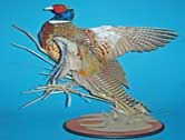 Ringneck Pheasant